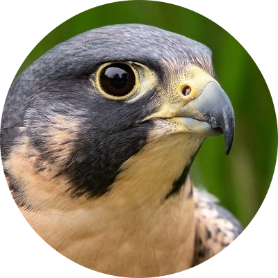 Falcon
